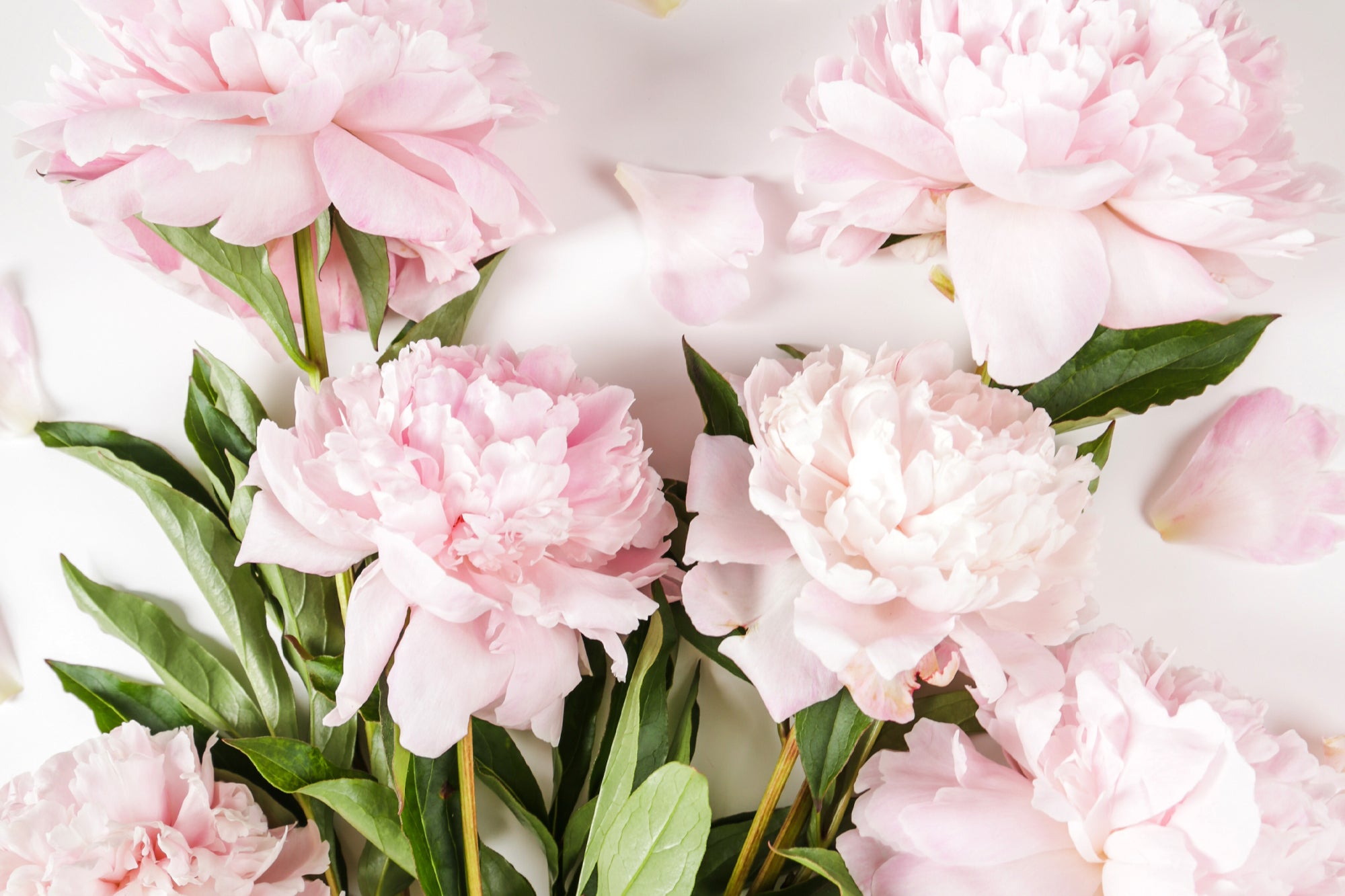 9 Favourite Flowers for Mother’s Day and their Special Meaning – The ...