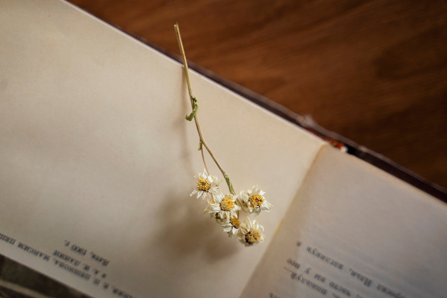 Your Definitive Handbook to Christmas Flowers in Singapore for a Celebration to Remember