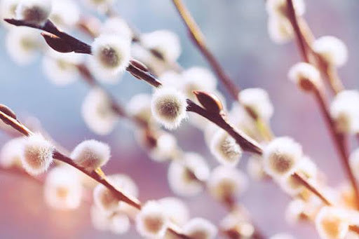 Exploring Chinese New Year Flowers: Unravel the Secrets and Symbolism