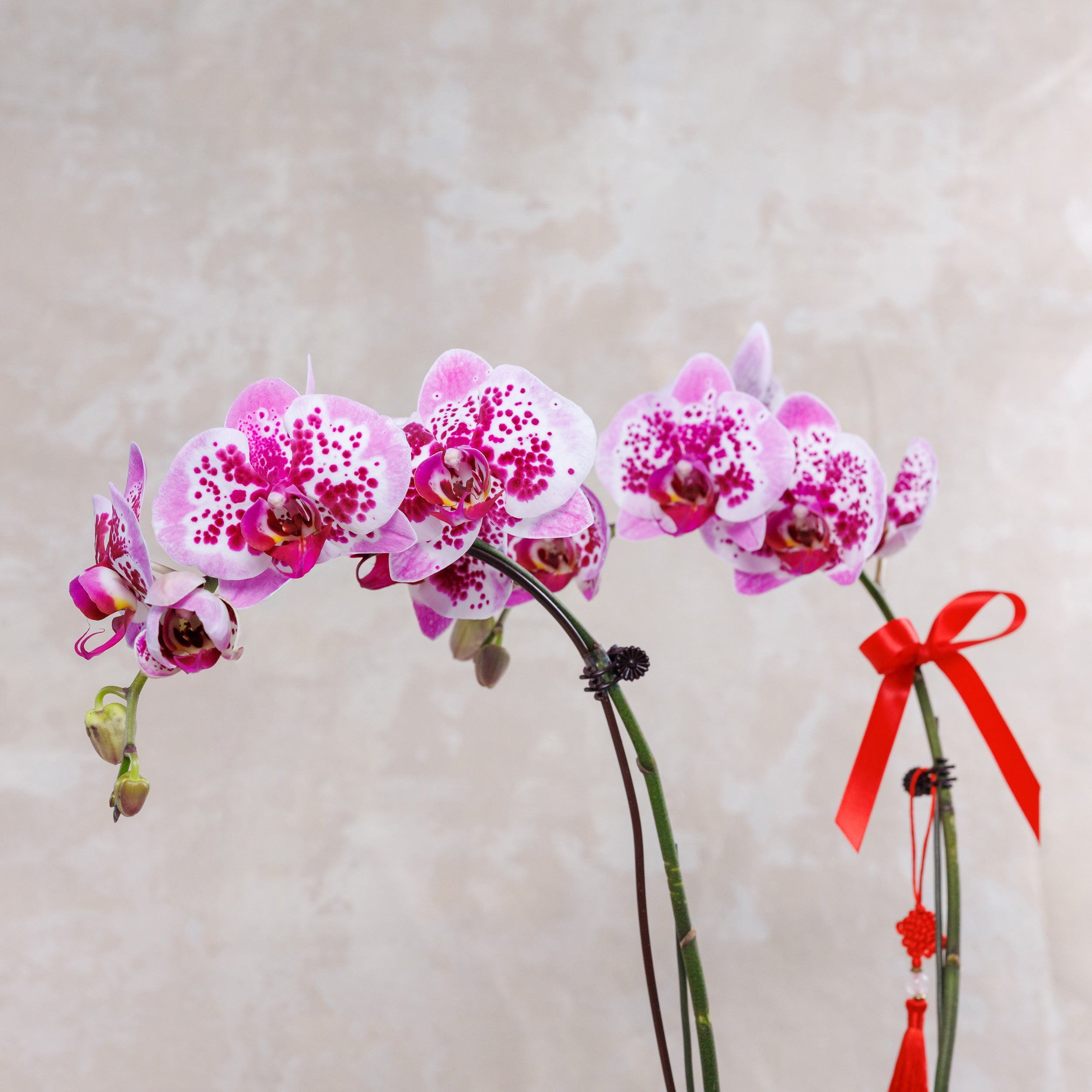 Harmonia Phalaenopsis Orchids 和乐盈春