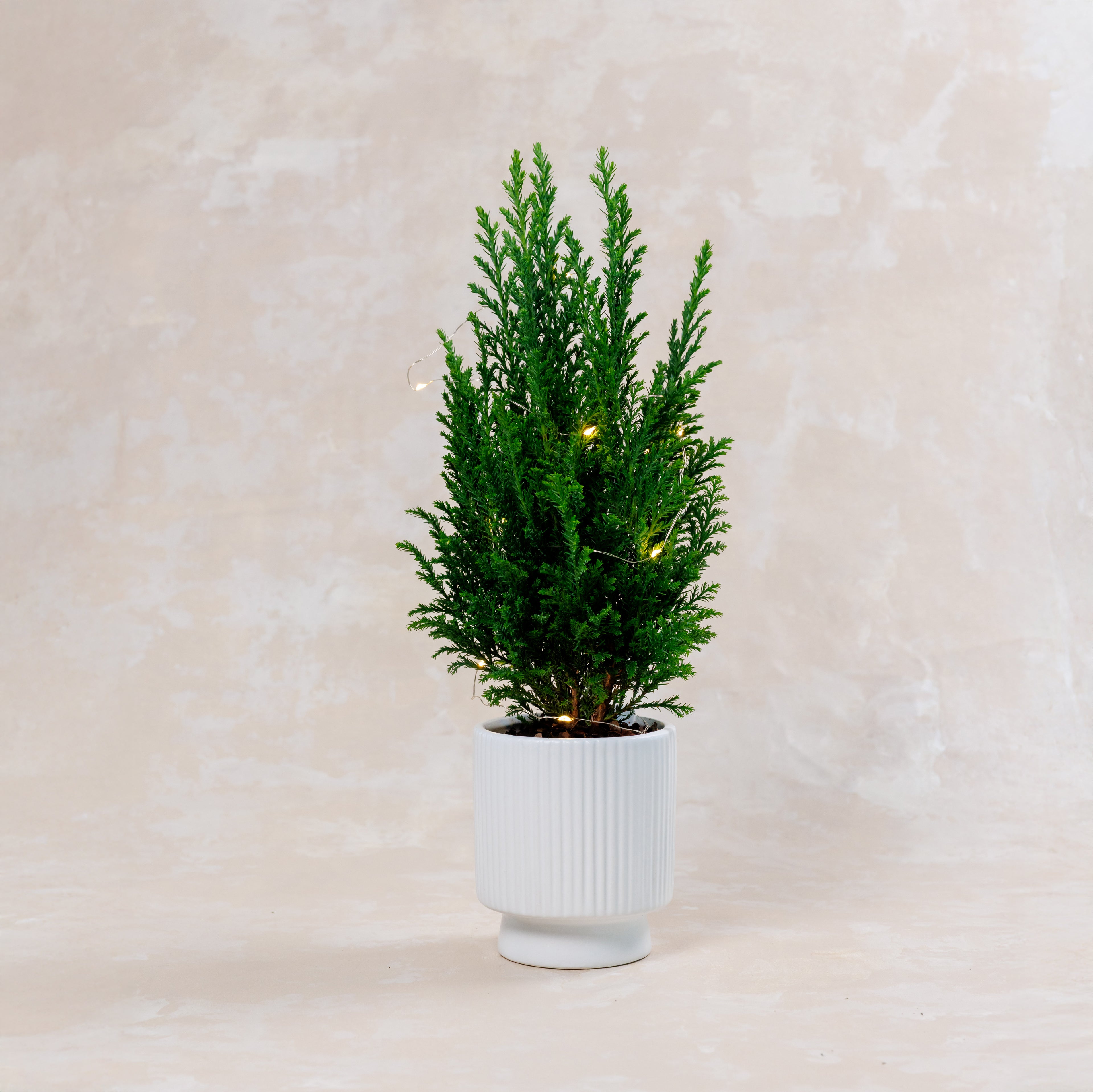 Mini Christmas Tree Plant Vase