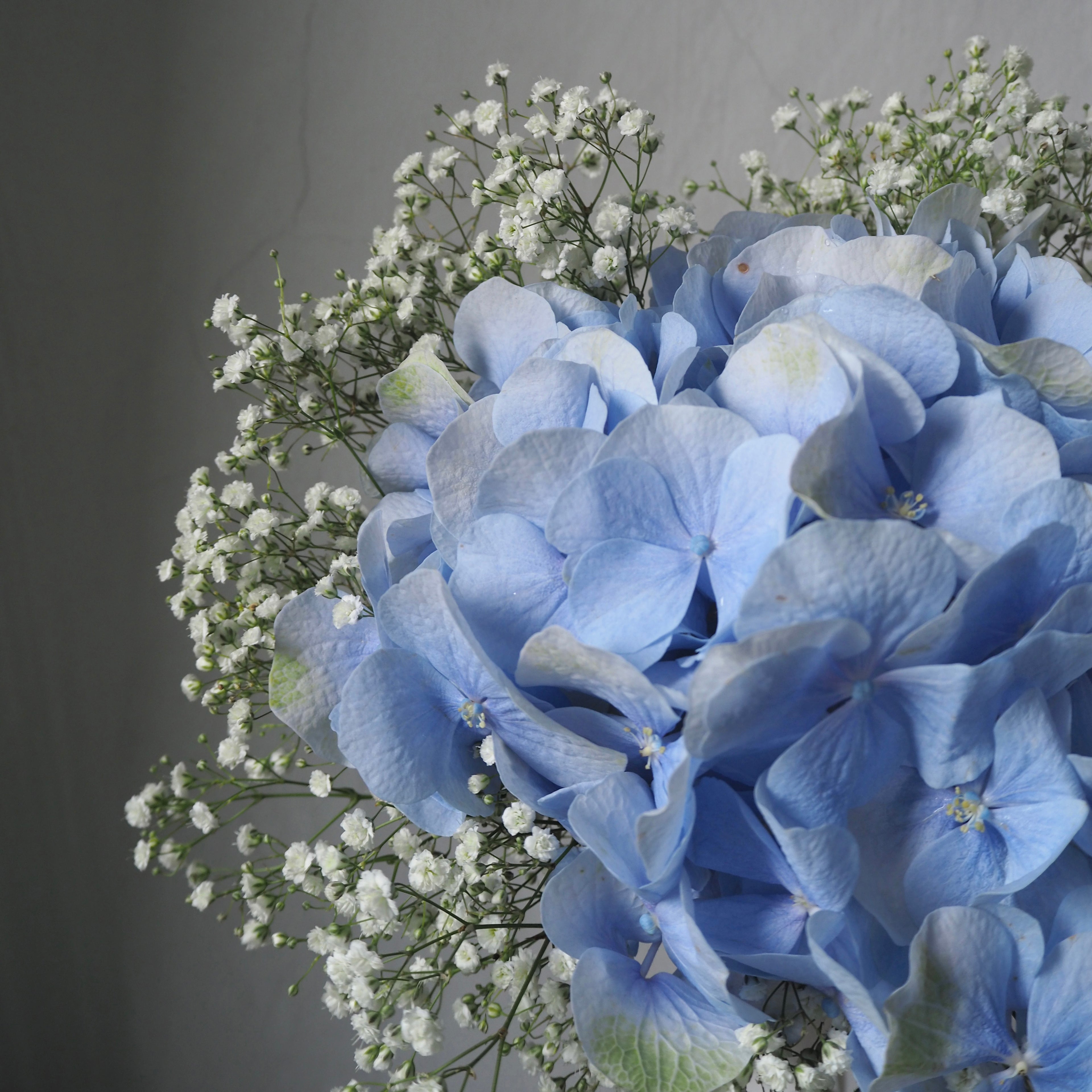 close up of hydrangea petals