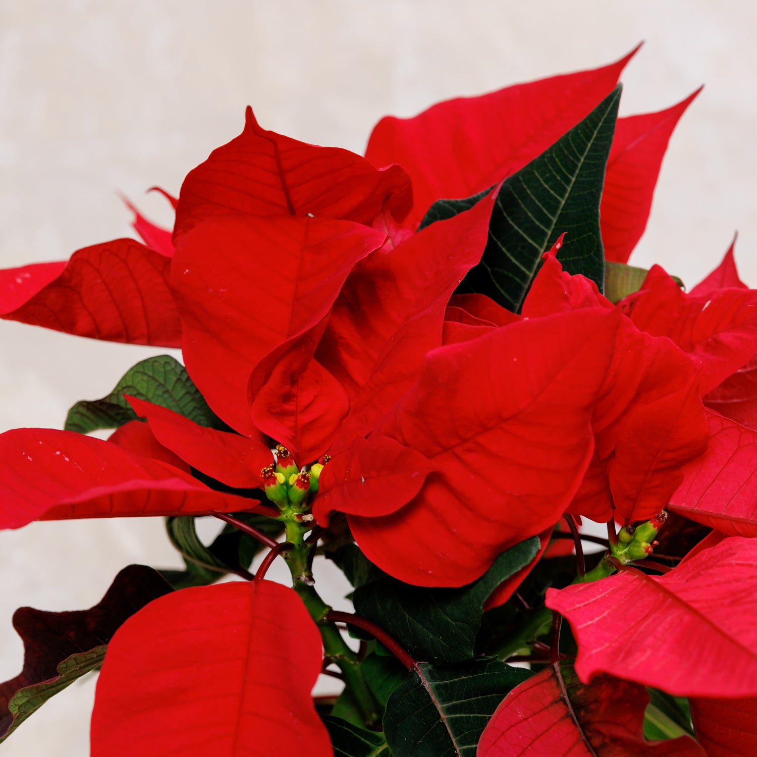 Poinsettia Christmas Plant Vase