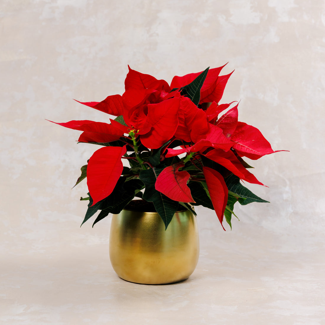 Poinsettia Christmas Plant Vase