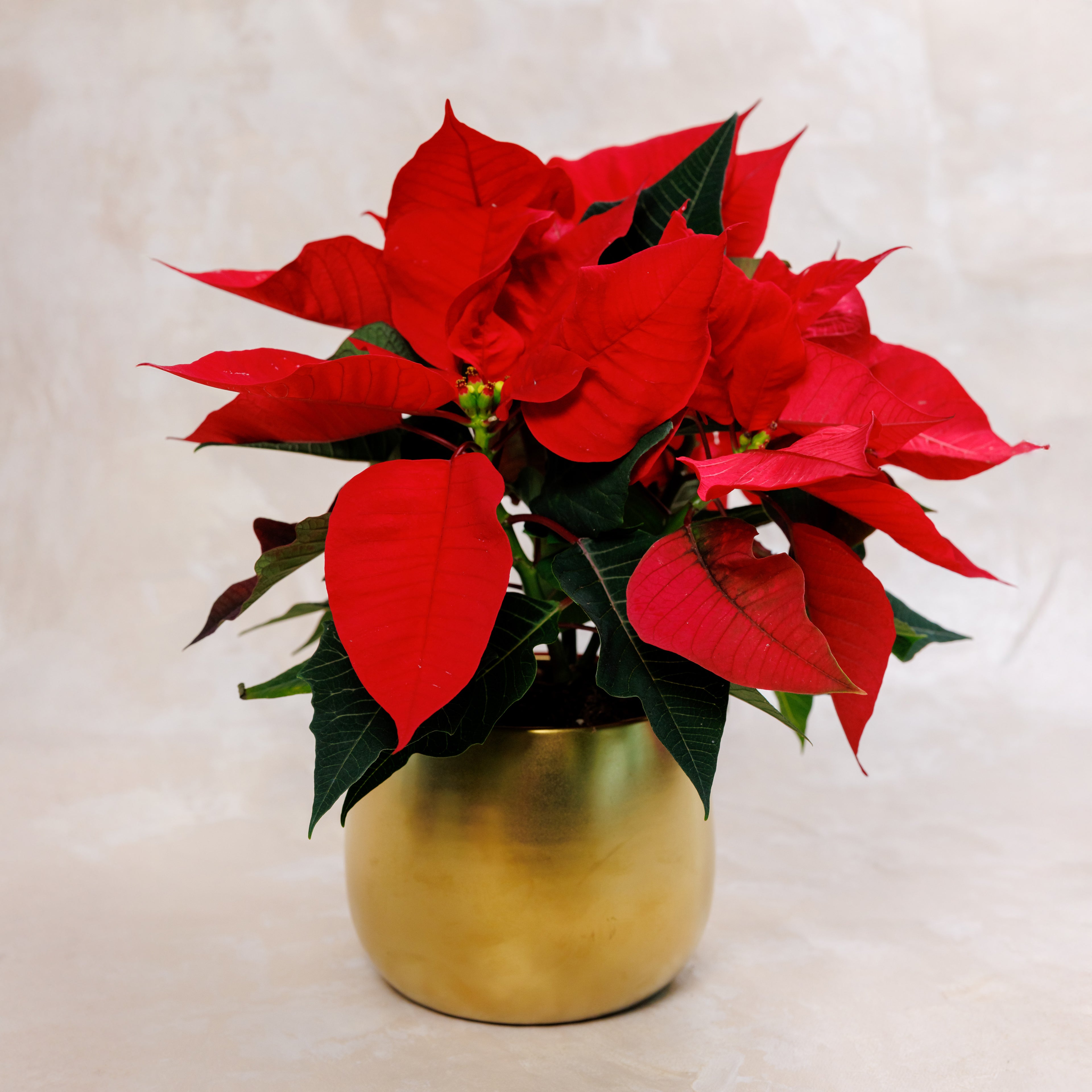 Poinsettia Christmas Plant Vase