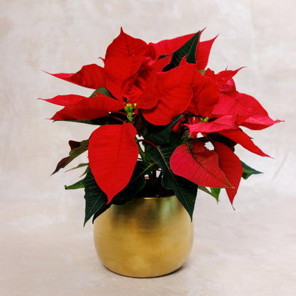 Poinsettia Christmas Plant Vase