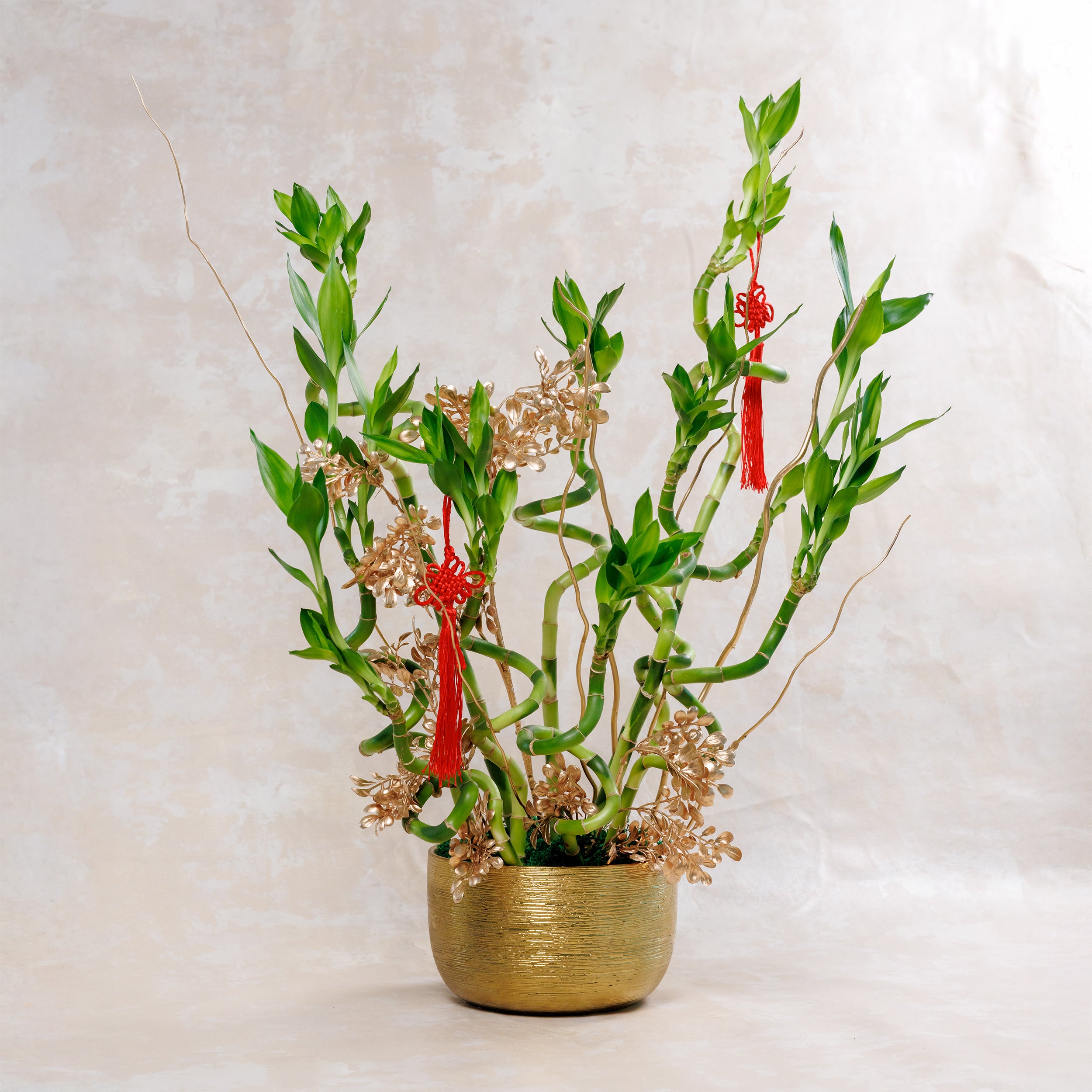 Potted plant with decorative ribbons on a light background