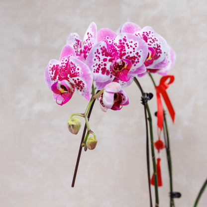 Pink orchid with red ribbons on a blurred background