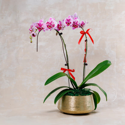 Orchid plant in a gold pot with pink flowers and red ribbons on a beige background