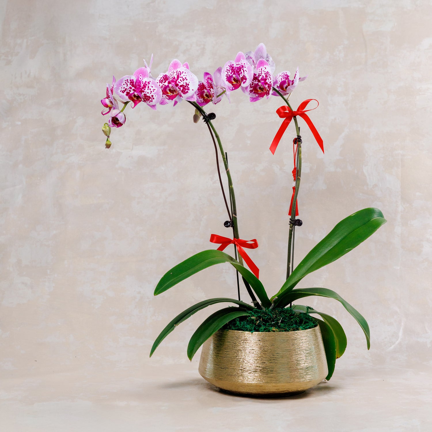 Harmonia Phalaenopsis Orchids 和乐盈春