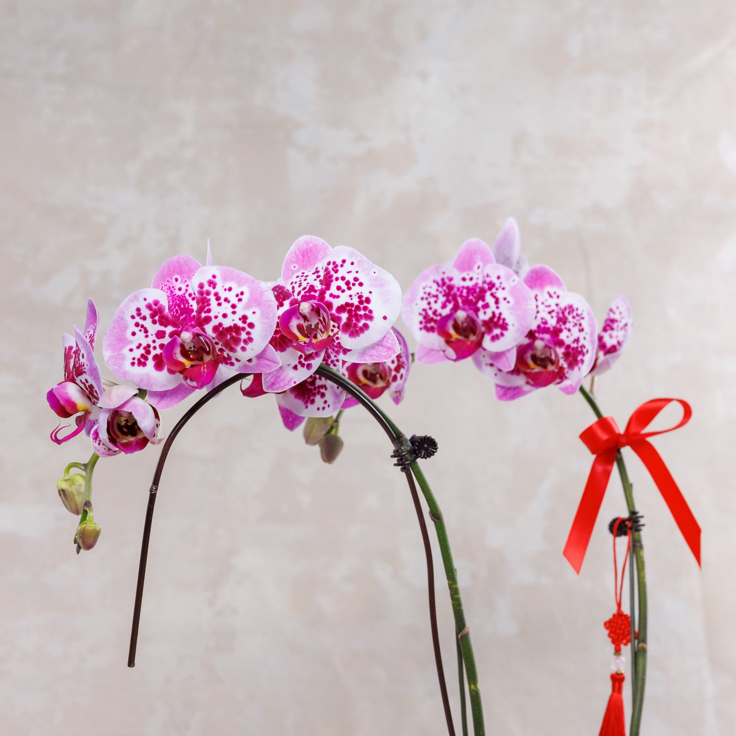 Pink orchids with a red ribbon on a beige background