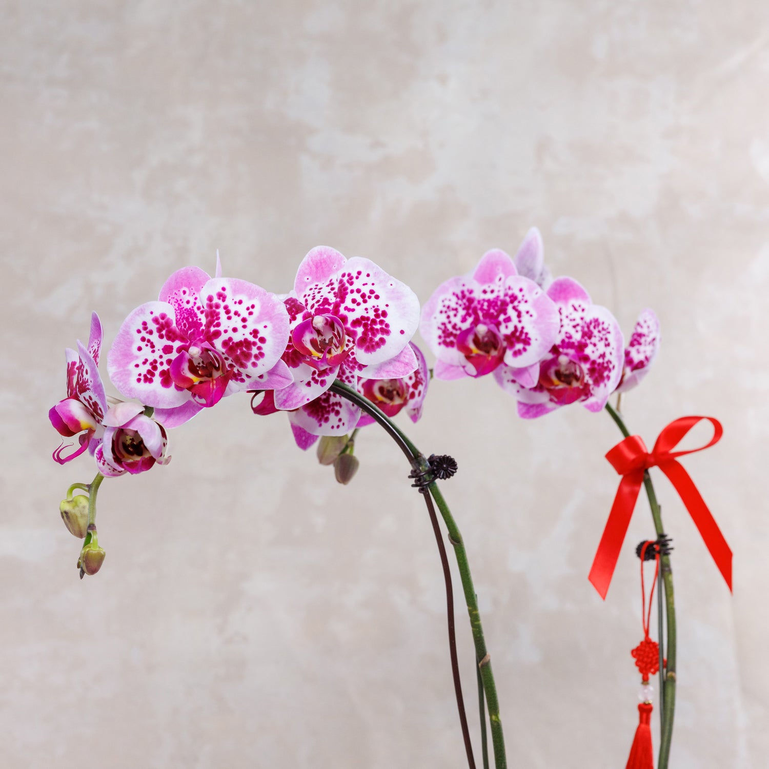 Harmonia Phalaenopsis Orchids 和乐盈春