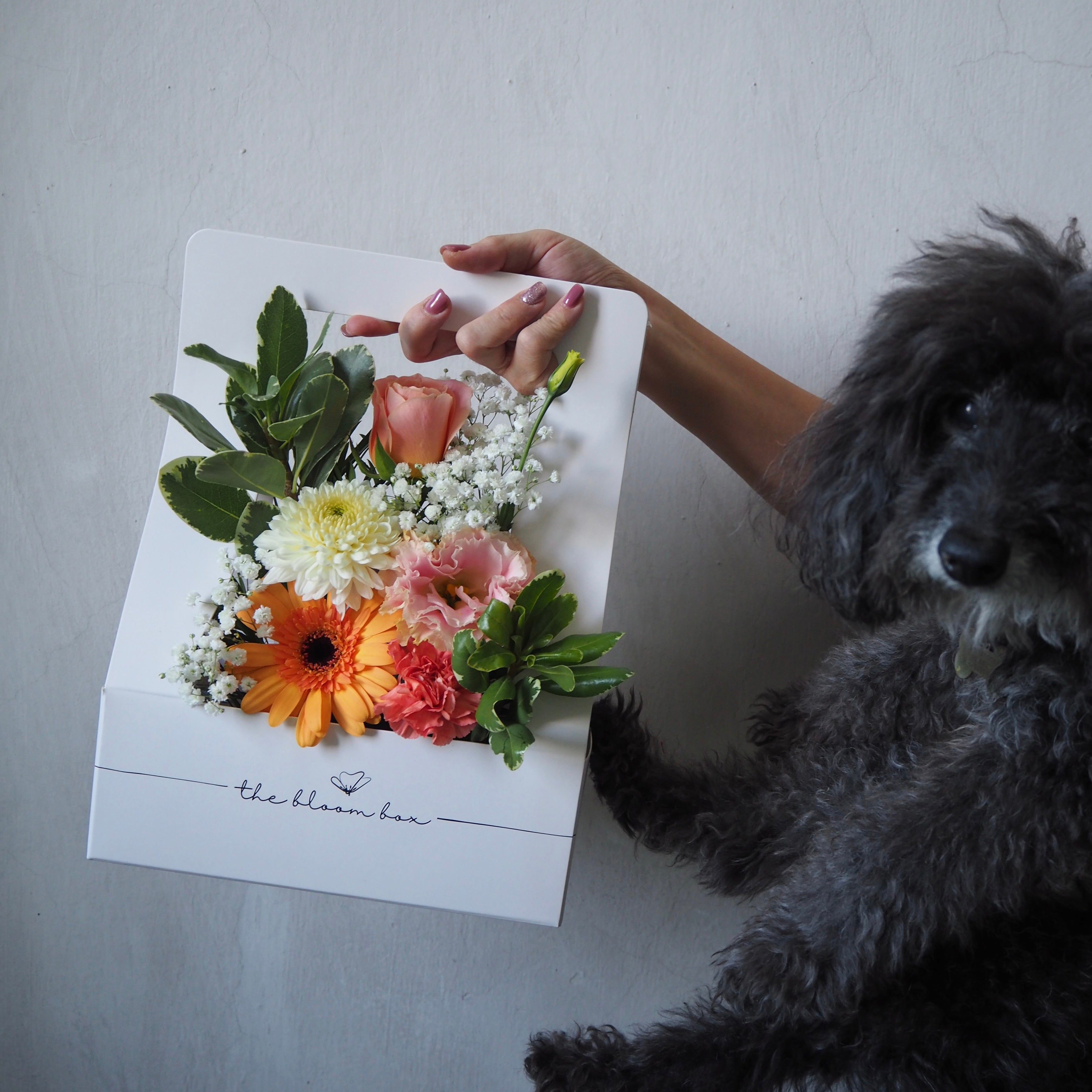 The Bloom Box of the Day