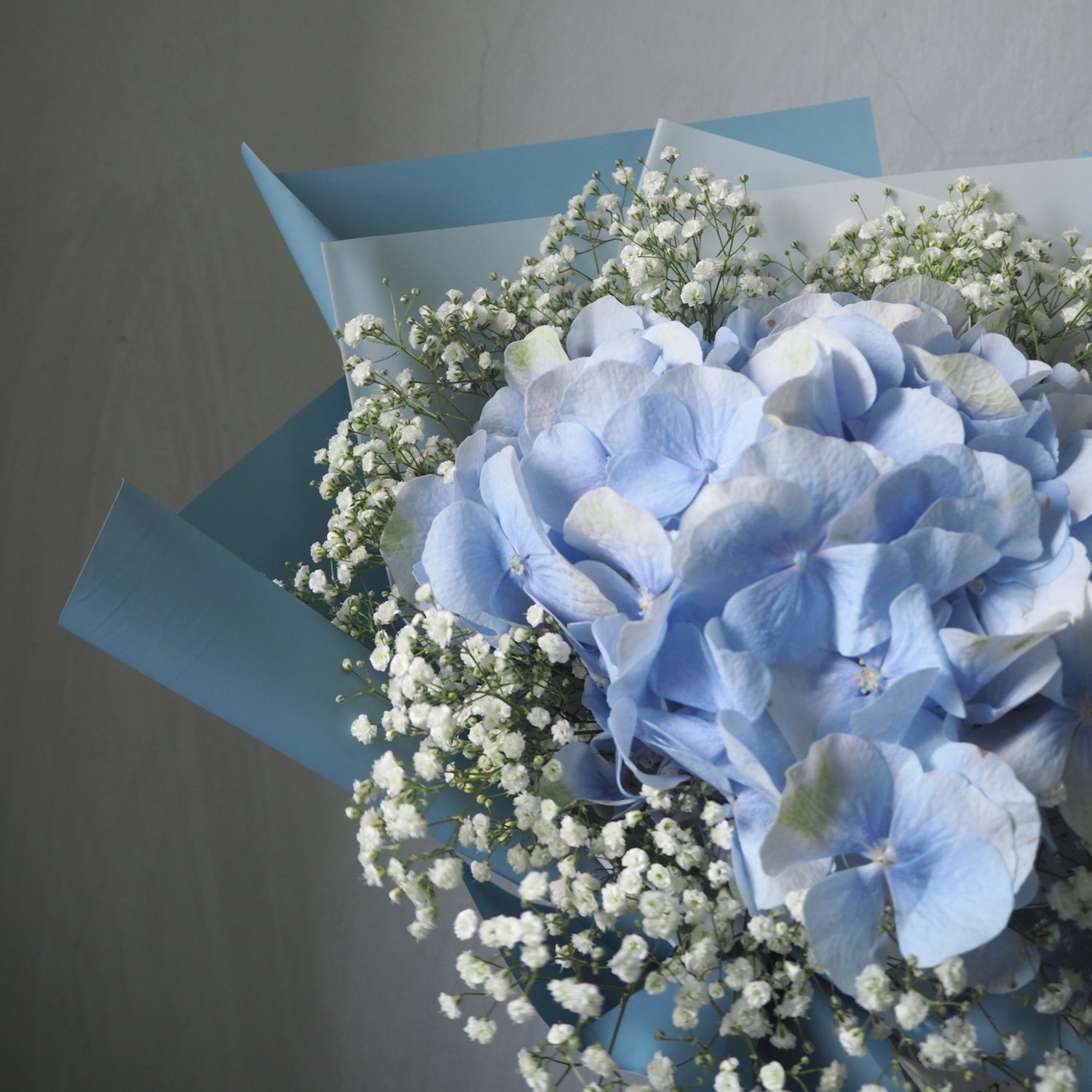 blue hydrangea petals with white baby&